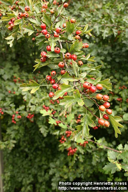 Crataegus monogvna